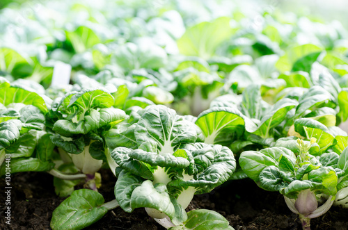 Принти на полотні Chinese cabbage,Bok choy or pak choi in a farm,organic vegetables