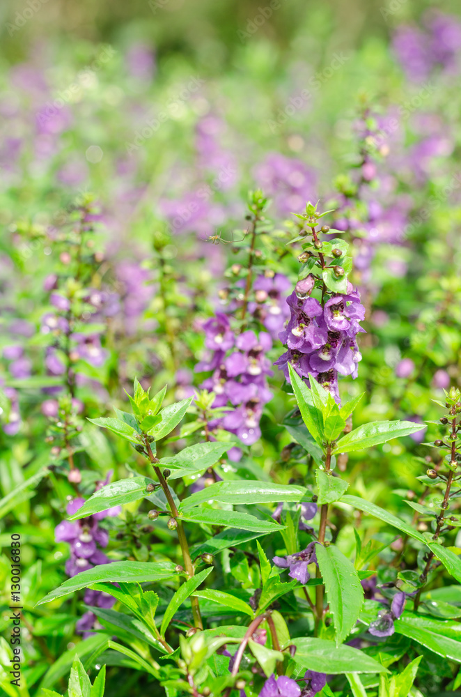 Waew Wichian Flower or Thai forget me not in garden,beauty purple flora with green leaves Waew Wichian Flower or Thai forget me not in garden,beauty purple flora with green leaves