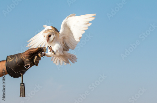 Portrait of a young female barn owl during a falconry training in Dubai, UAE. photo