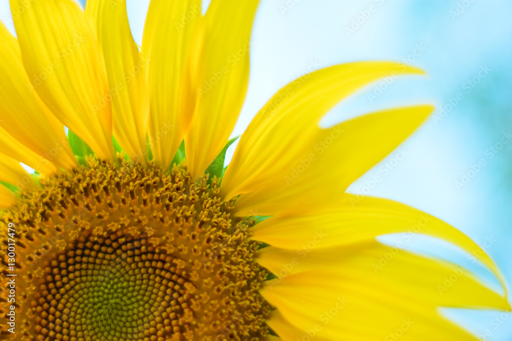 Naklejka premium Sunflower with Blue Sky