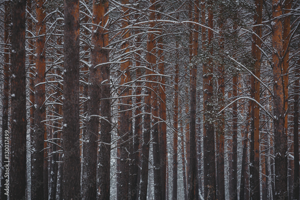 Fototapeta premium Winter landscape. In the winter pine forest. Real winter