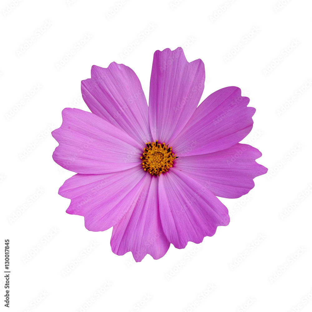 cosmos flower isolate on white background cosmos flower isolate on white background