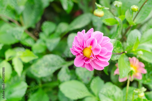 Beautiful dahlia flower with green leaves in the garden