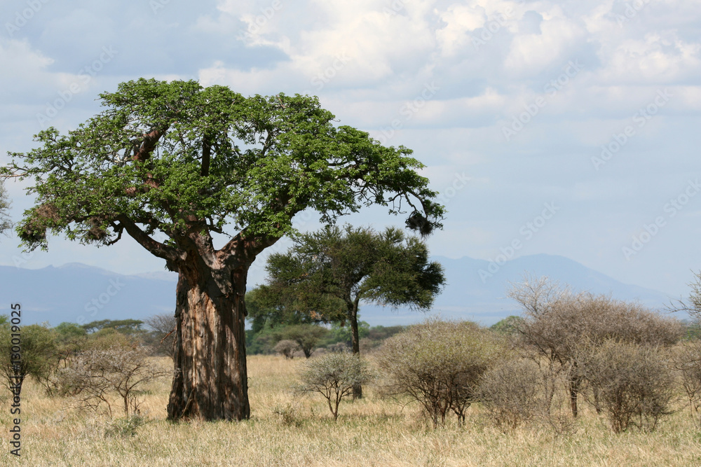 Baobab Tree - Tarangire National Park. Tanzania, Africa