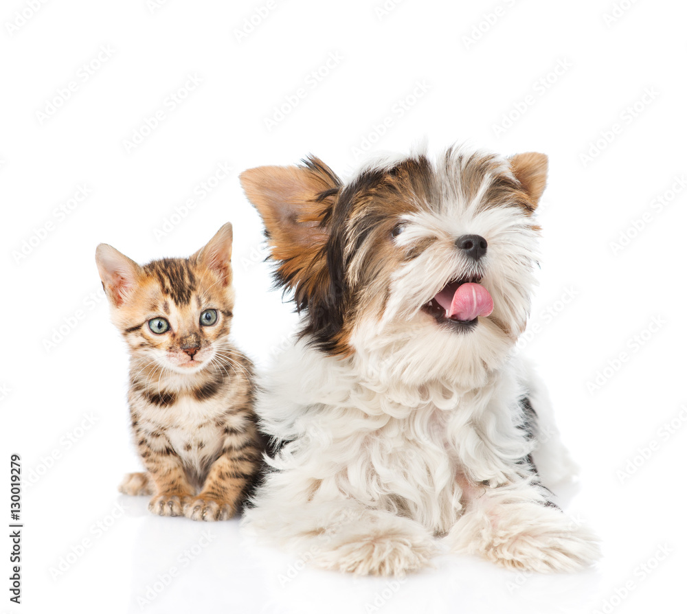 Biewer-Yorkshire terrier dog and bengal cat lying together. isolated on white Biewer-Yorkshire terrier dog and bengal cat lying together. isolated on white