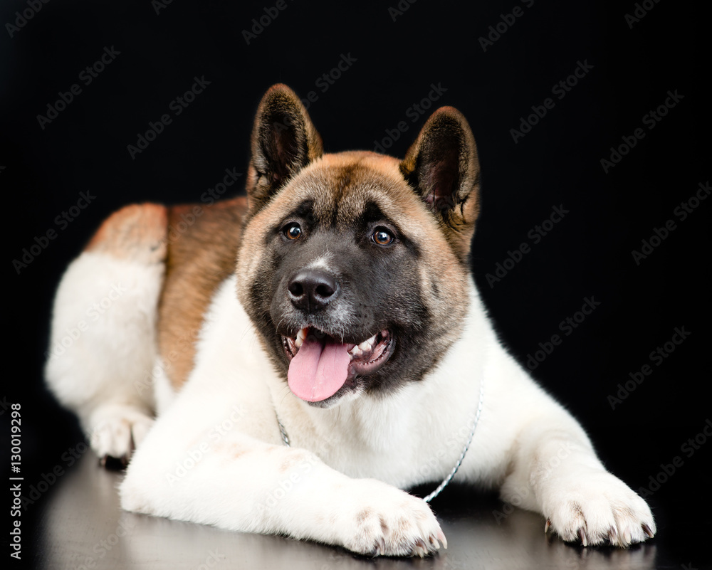 Japanese akita inu dog looking at camera on dark background Japanese akita inu dog looking at camera on dark background