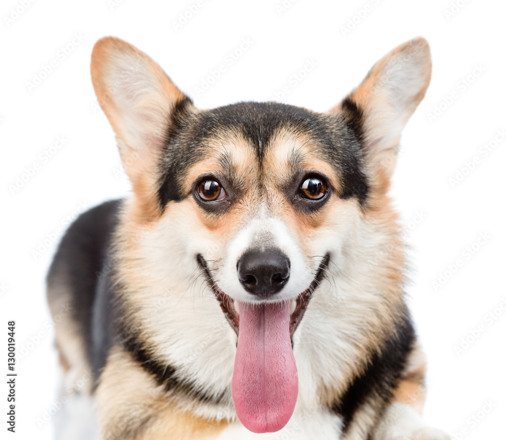 Pembroke Welsh Corgi dog looking at camera. isolated on white Pembroke Welsh Corgi dog looking at camera. isolated on white