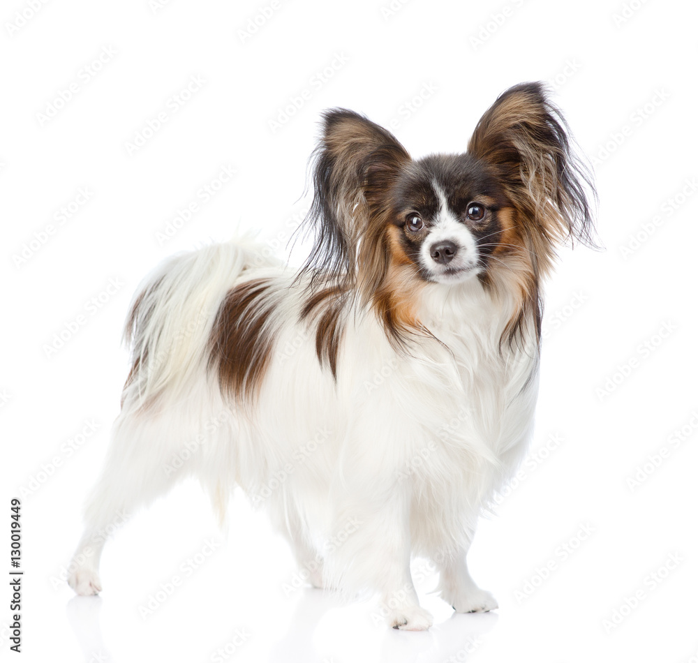 Papillon puppy looking at camera. isolated on white background Papillon puppy looking at camera. isolated on white background