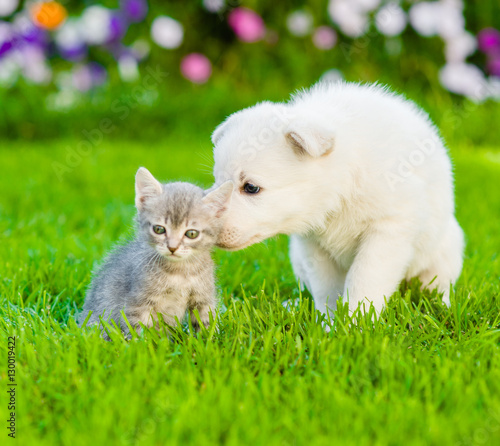 White Swiss Shepherd`s puppy sniffing kitten on green grass