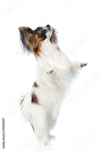 Canvas-taulu Papillon puppy standing on hind legs