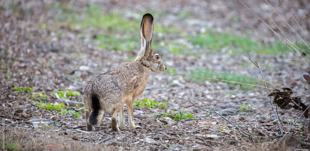 Obraz premium Black-tailed Jackrabbit - Lepus californicus, side view. Camouflaged Black-tailed Jackrabbit in alert. Shoreline Park, Santa Clara County, California, USA.