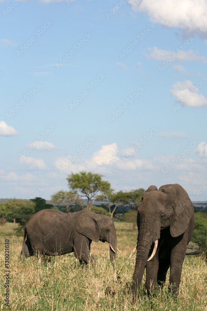 Elephants. Tanzania, Africa