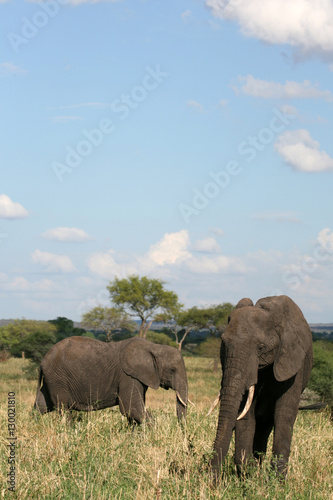 Elephants. Tanzania  Africa