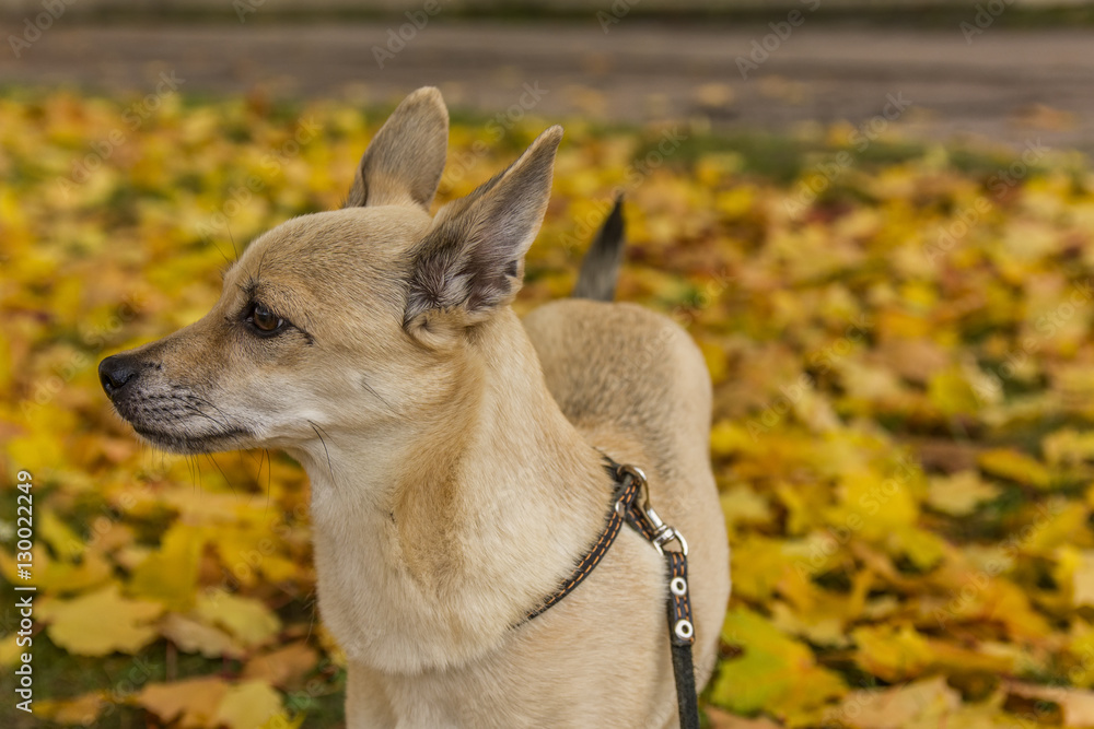 dog on a background of yellow leaves 