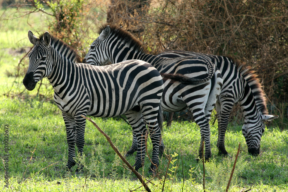 Zebra - Tarangire National Park. Tanzania, Africa Zebra - Tarangire National Park. Tanzania, Africa