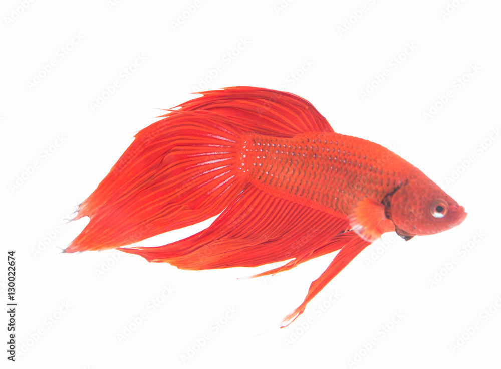 Fototapeta premium Tail fighting fish in Mirror Cupboard