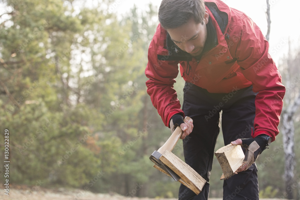 Male hiker cutting firewood in forest Male hiker cutting firewood in forest