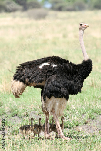 Male Ostrich with Babies in Africa