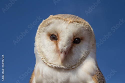 Portrait of a young female barn owl during a falconry training in Dubai, UAE.