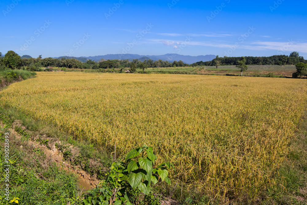 Rice field and blue sky background
