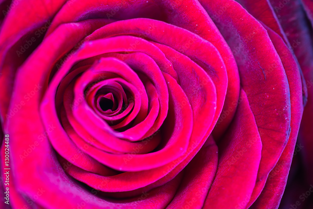 Rose beauty Rose beauty