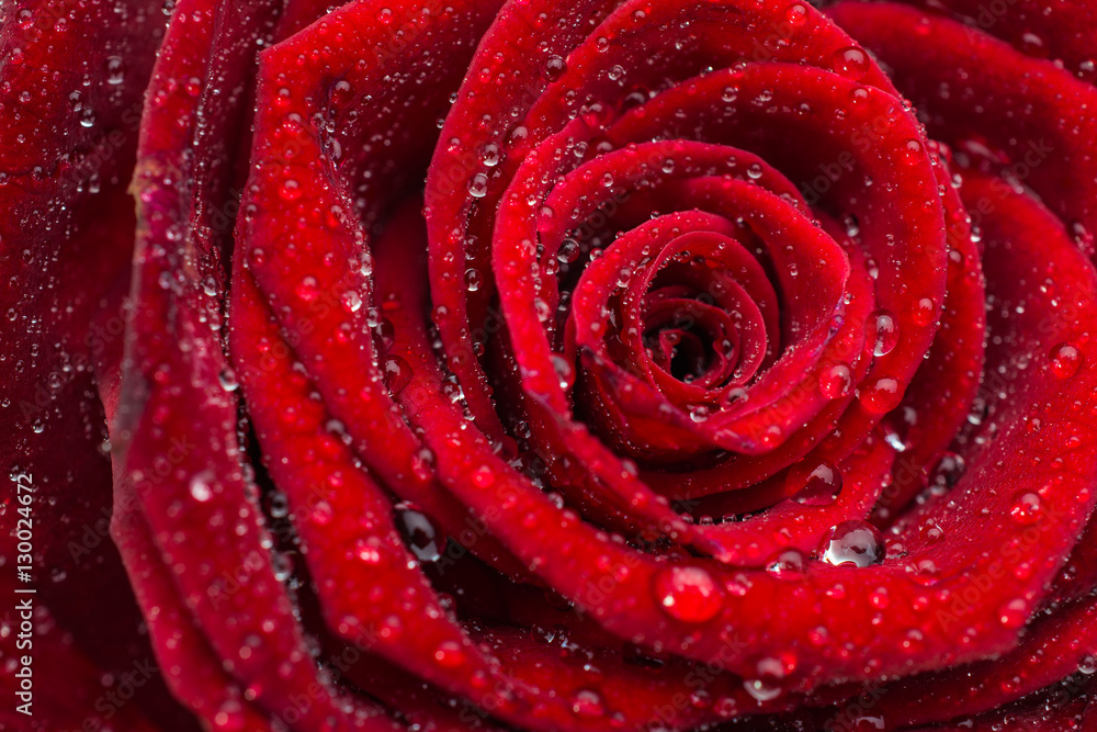 Naklejka premium Rose beauty