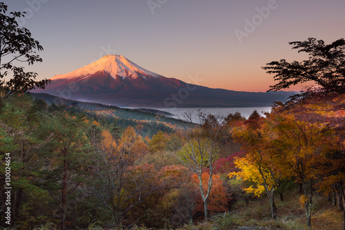 雲海に浮かぶ赤富士と松の木 