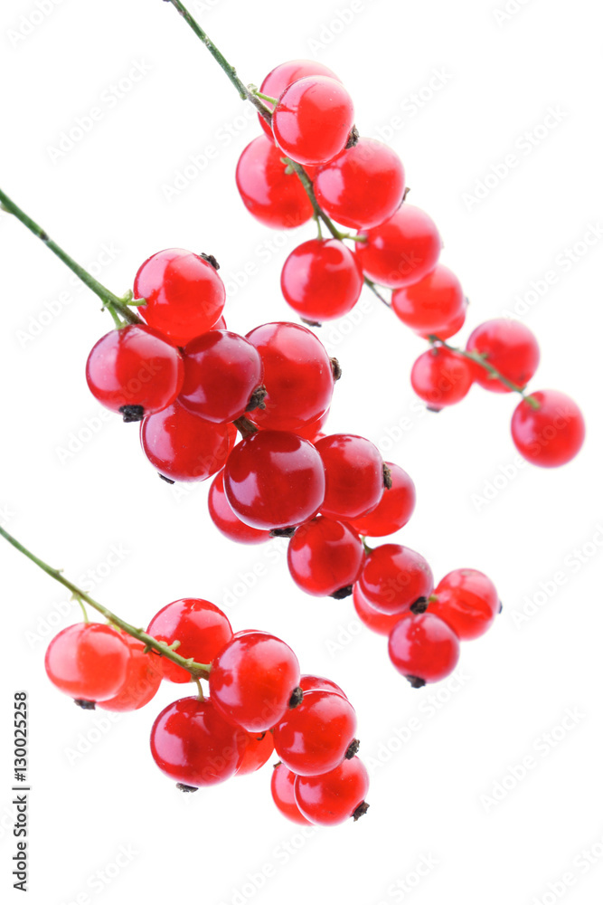 Studio shot of red currants Studio shot of red currants