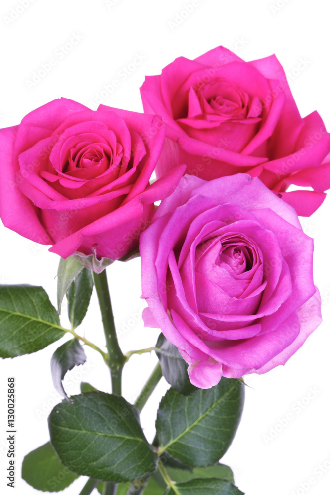 Close-up of pink rose on white background Close-up of pink rose on white background