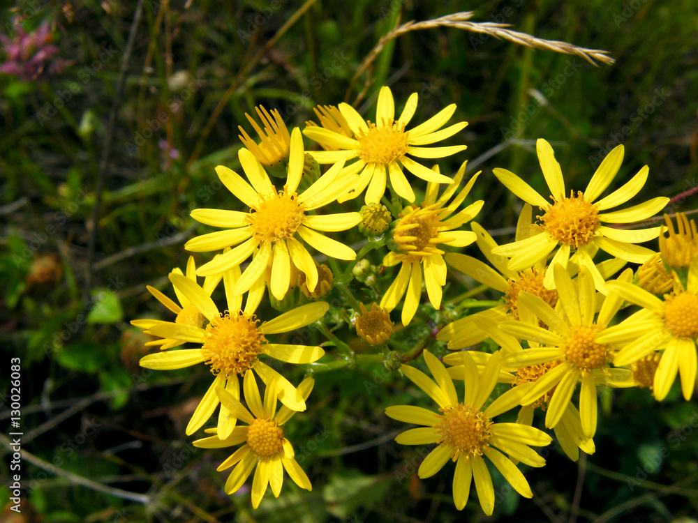 Fototapeta premium Jacobea vulgaris or Senecio Jacob