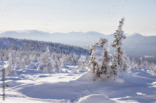 Winter forest. Snow covered spruces. Ural landscape © Crazy nook