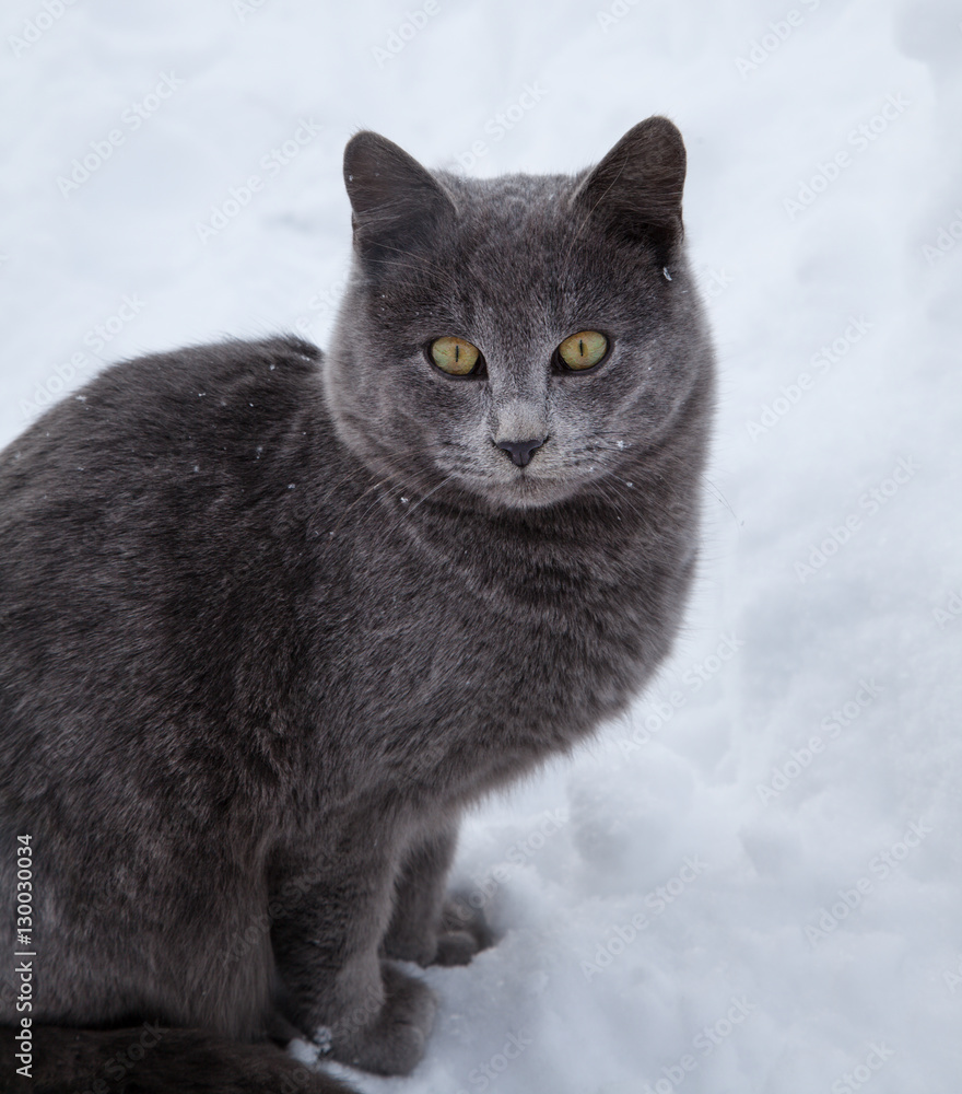 British cat in the snow in the winter