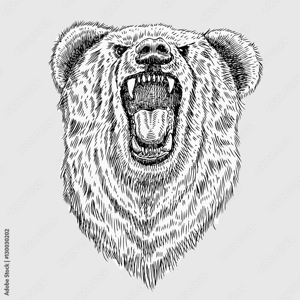 Bear Head Vector