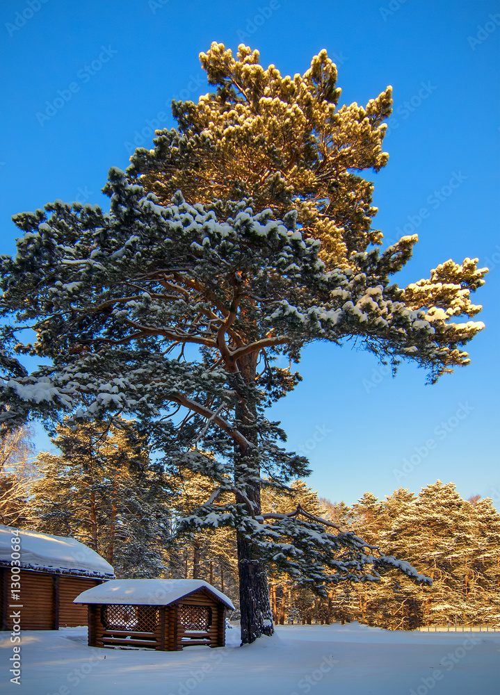 Wooden cabin in winter park under big tree with snow