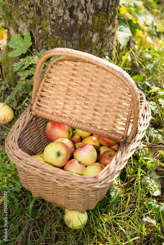 Small basket of apples in the garden