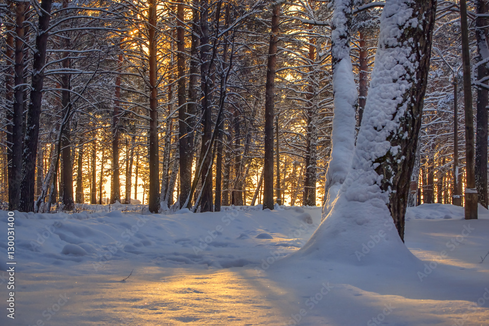horizontal background with winter forest and sun behind trees