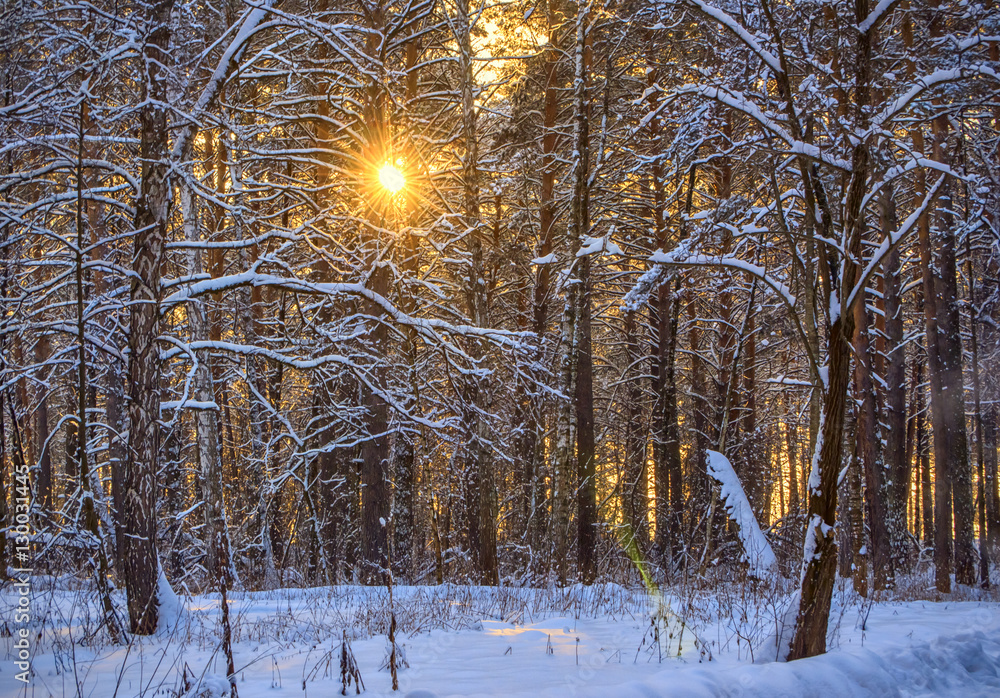 horizontal background with winter forest and sun behind trees