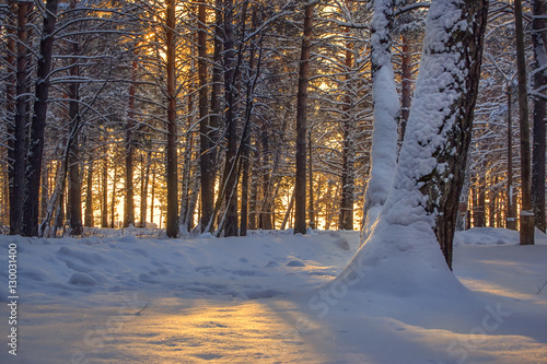 Obraz na płótnie horizontal background with winter forest and sun behind trees w salonie