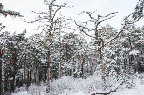 Beautiful landscape. Winter pines in forest