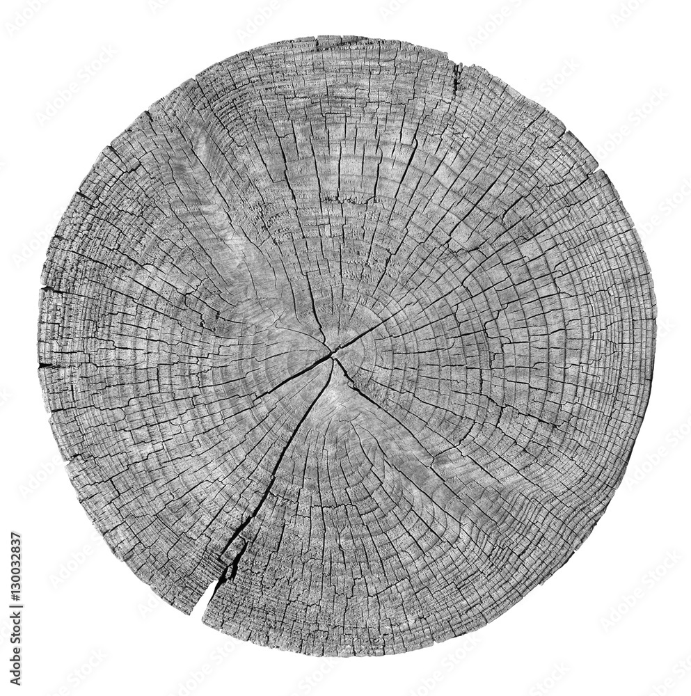 Cross section of tree trunk showing growth rings on white background ...