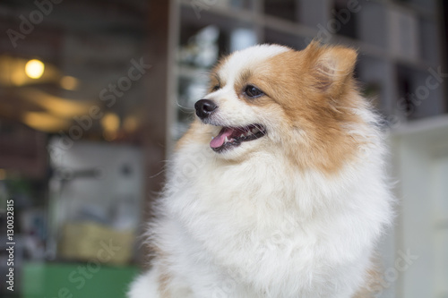 lovely furry white and brown color Pomeranian dog