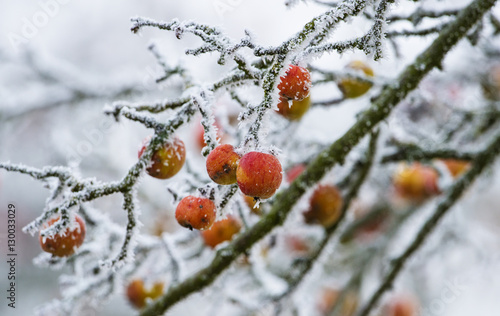 frozen apples on a tree - winter