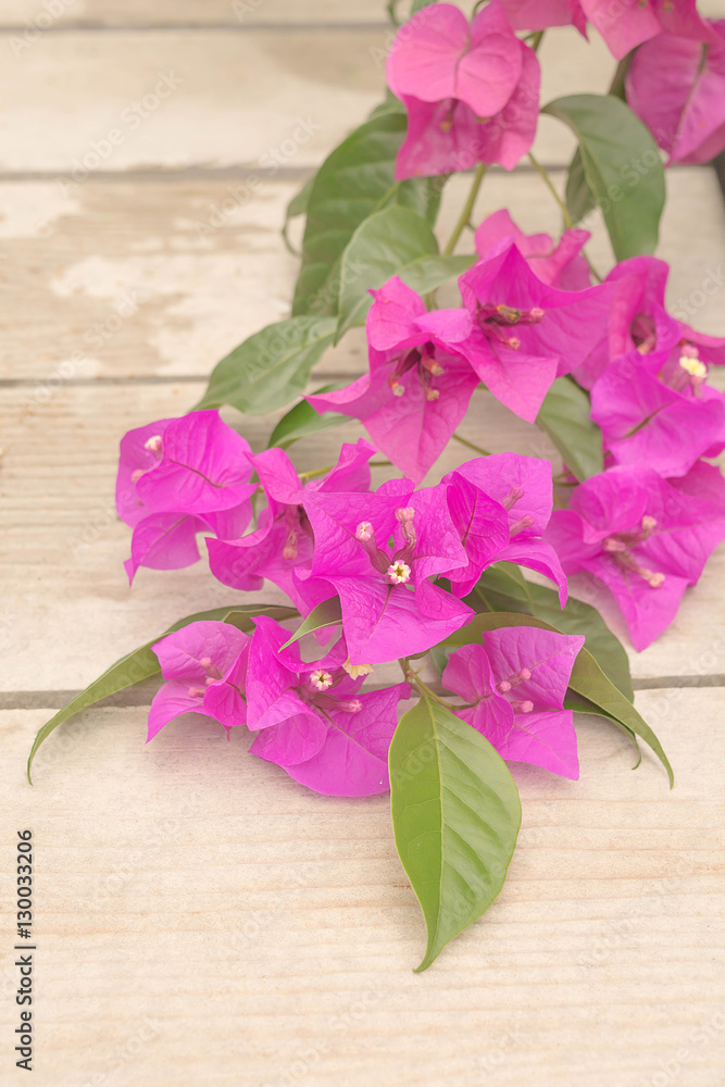 Bougainvillea Flower A Genus Of Thorny Ornamental Vines Bushes And Trees With Flower Like Spring Leaves Near Its Flowers Stock Photo Adobe Stock Bougainvillea Flower A Genus Of Thorny Ornamental Vines Bushes And Trees With Flower Like Spring Leaves Near Its Flowers Stock Photo Adobe Stock