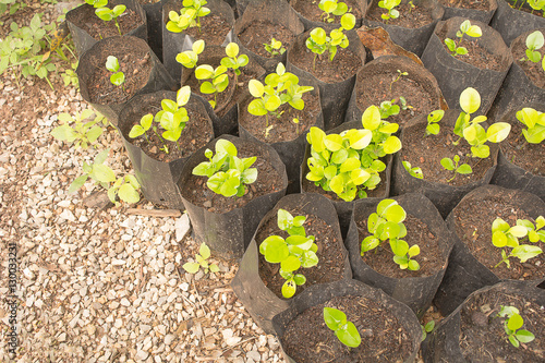 Baby Kaffir lime Tree for Agriculture. The kaffir lime, sometimes referred to in English as the makrut lime or Mauritius papeda.
 photo