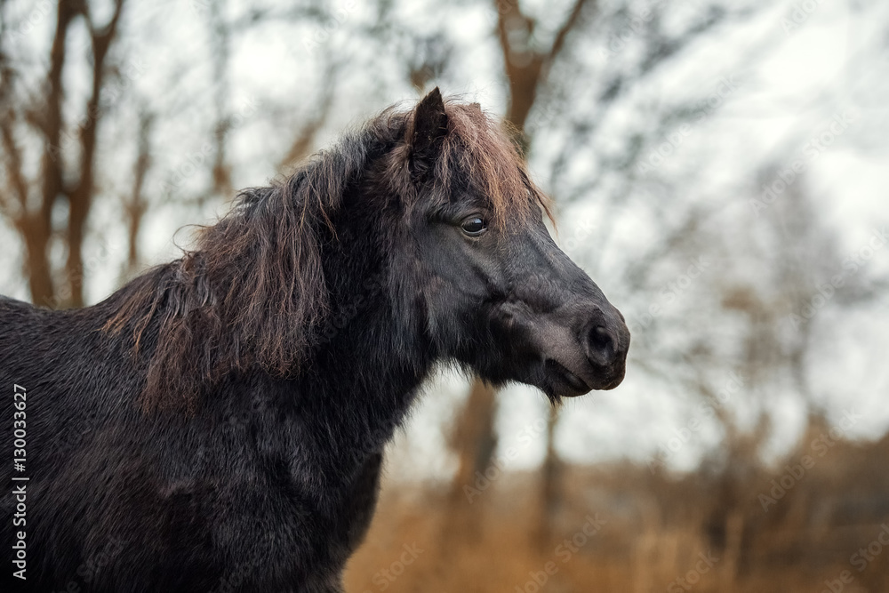 Little black Shetland pony