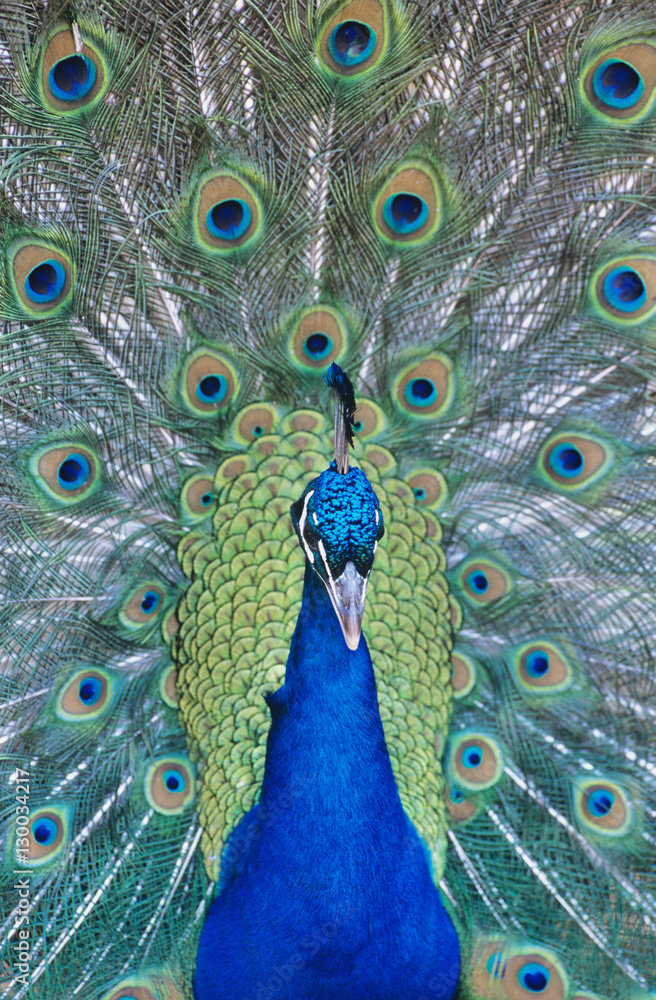 Obraz premium Peacock displaying feathers close-up