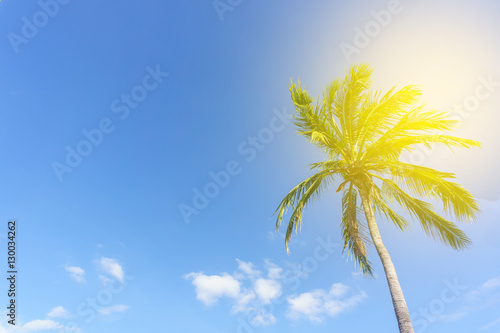 Tall coconut trees in the background blue color. © teunk