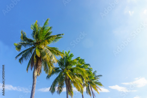 Tall coconut trees in the background blue color.
