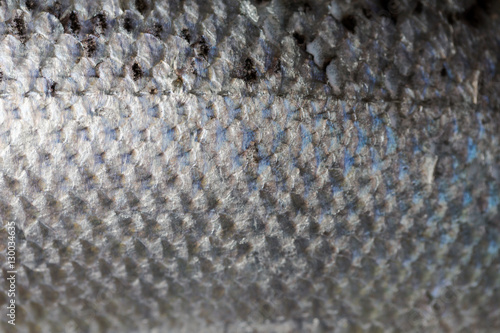 Salmon fish scales silver textured background close up details photo