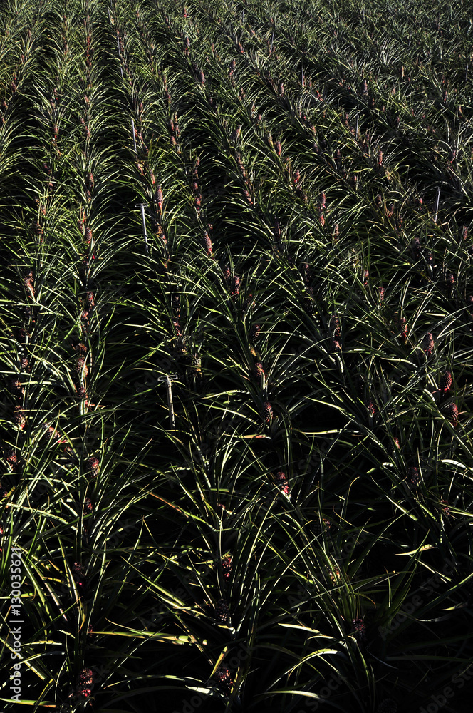 Obraz premium îles Canaries 